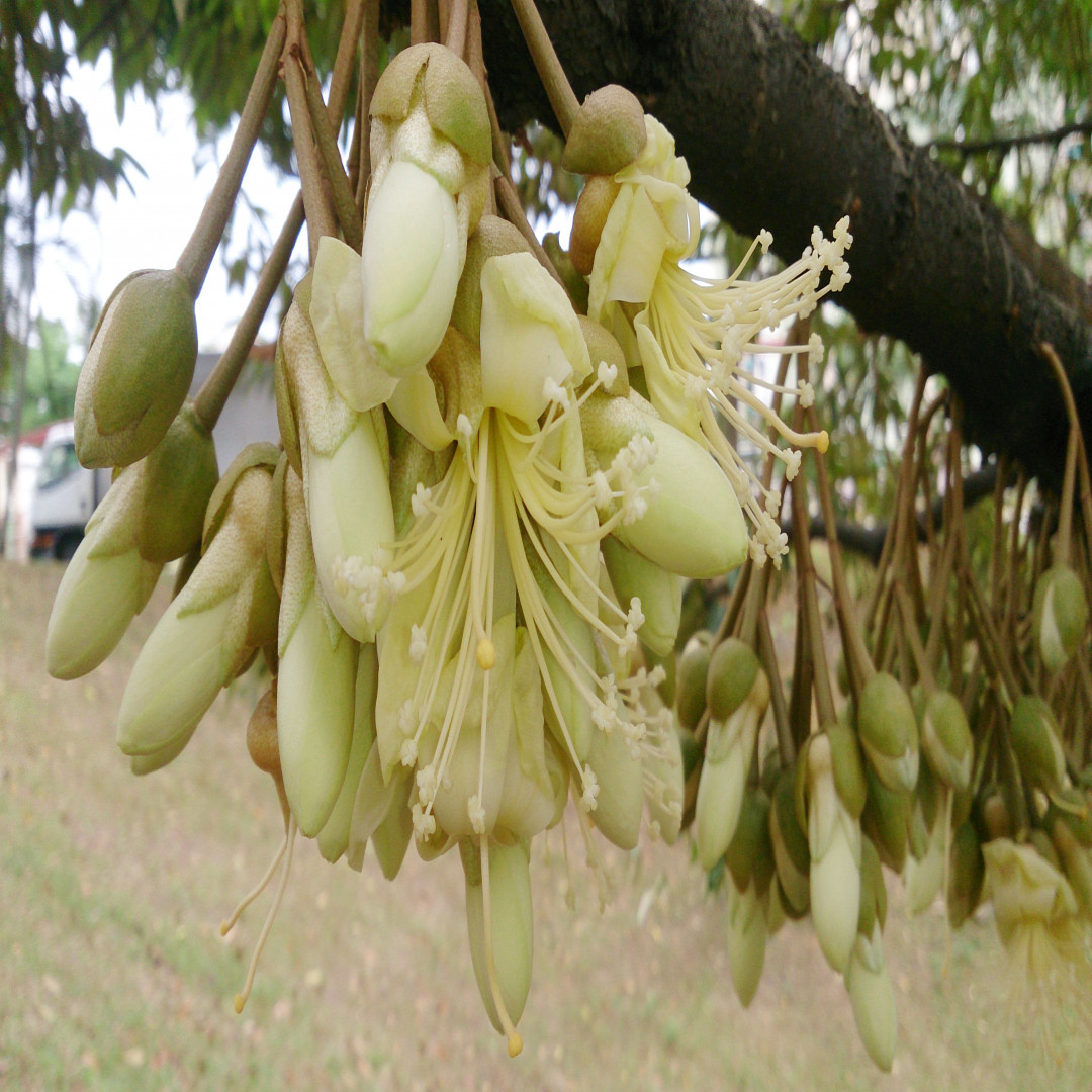 Kỹ thuật xử lý ra hoa sầu riêng (Miền Đông - Tây Nguyên)