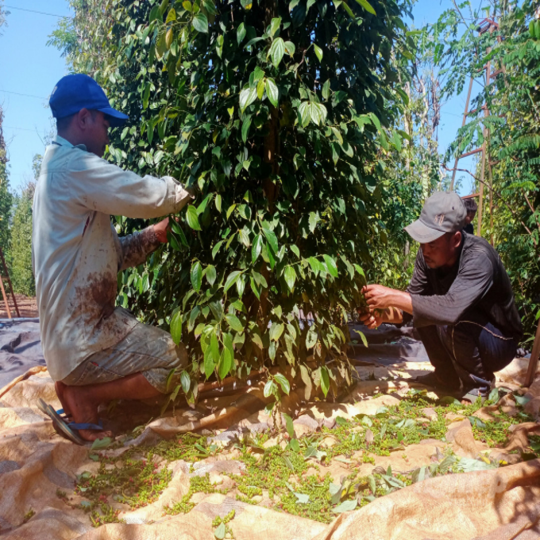 Đầu xuân, nông dân phấn khởi thu hoạch hồ tiêu