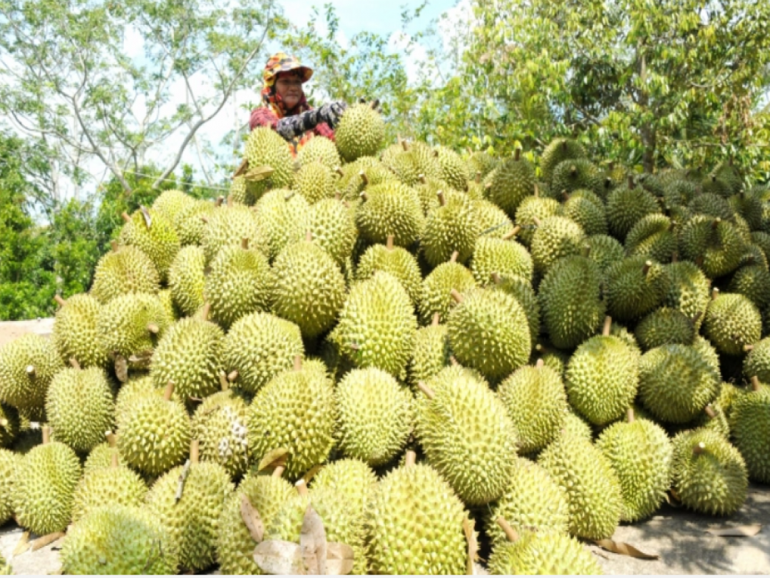 Sầu riêng xuất khẩu chính ngạch Trung Quốc: Cần chuẩn bị thật kỹ càng