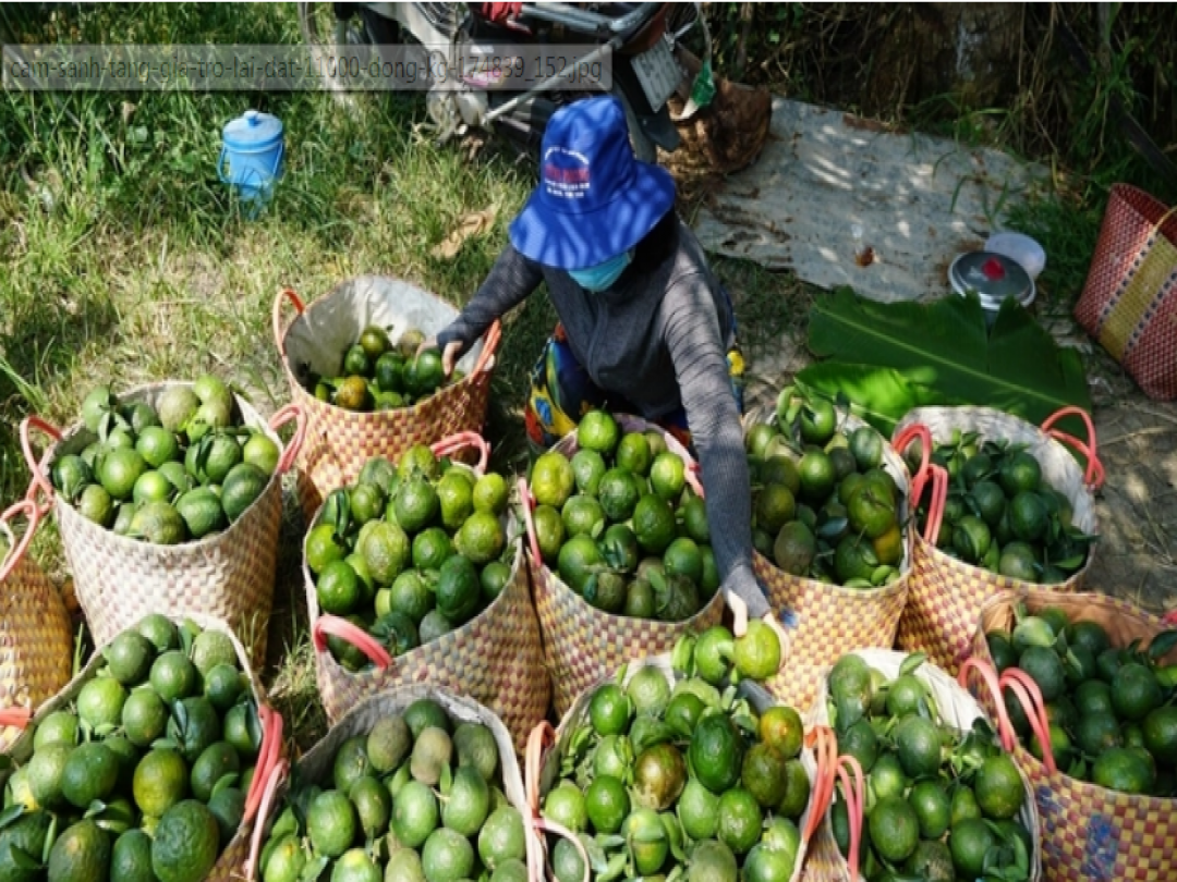 Cam sành tăng giá trở lại, đạt 11.000 đồng/kg