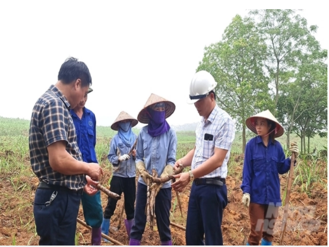 Hàng trăm ha mía ở Tuyên Quang bị chết do hạn