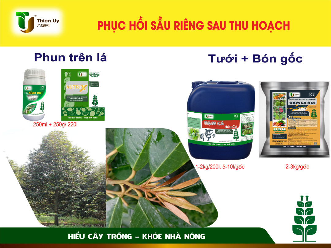 Phục hồi sầu riêng sau thu hoạch