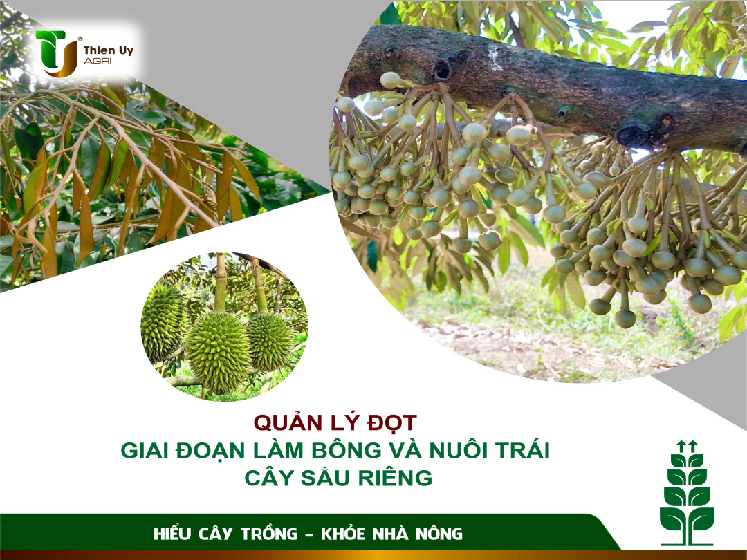 QUẢN LÝ ĐỌT GIAI ĐOẠN LÀM BÔNG VÀ NUÔI TRÁI SẦU RIÊNG