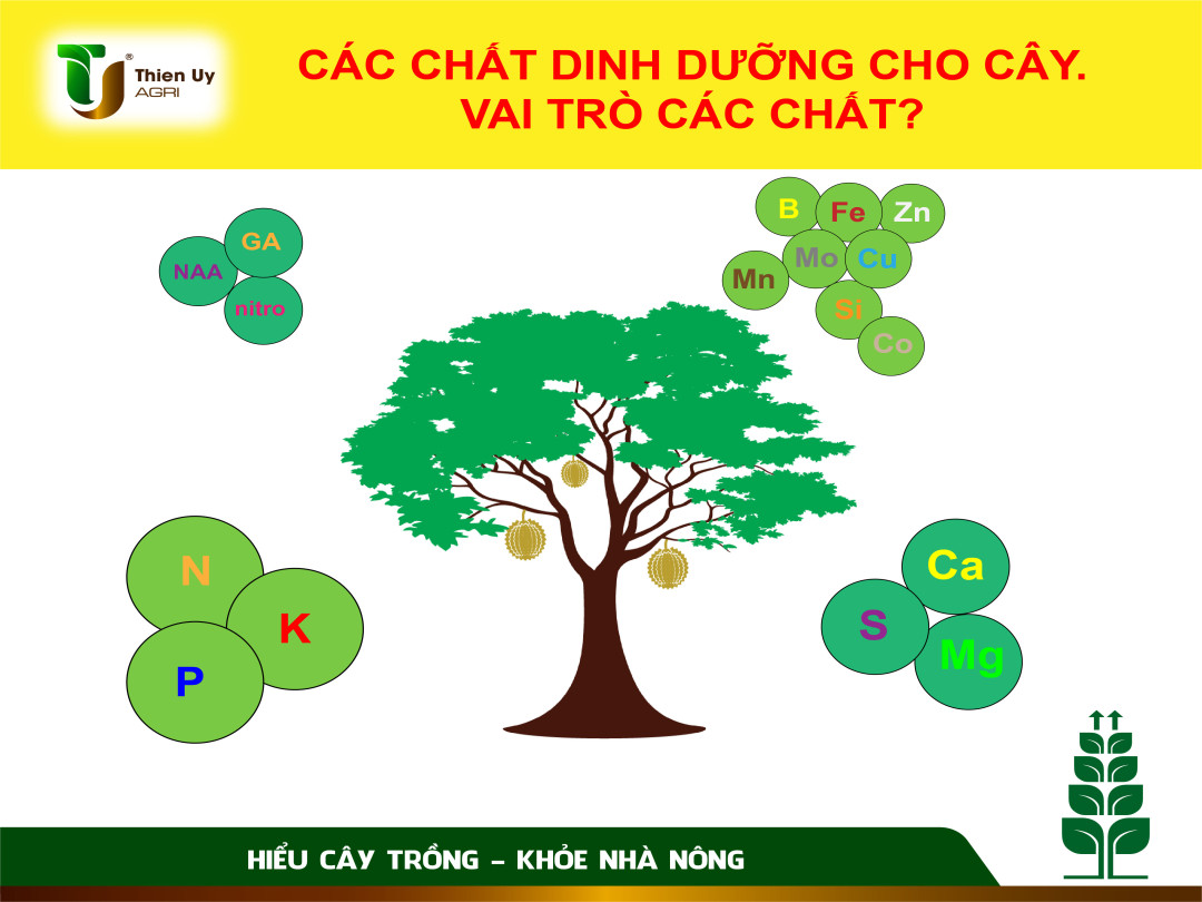 ẢNH HƯỞNG CỦA CÁC CHẤT DINH DƯỠNG TỚI CÂY TRỒNG?