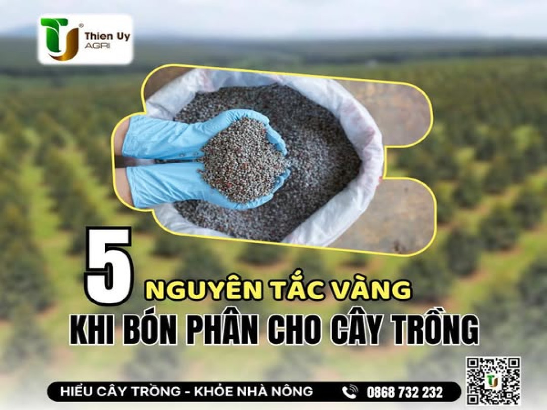 5 NGUYÊN TẮC VÀNG KHI BÓN PHÂN CHO CÂY