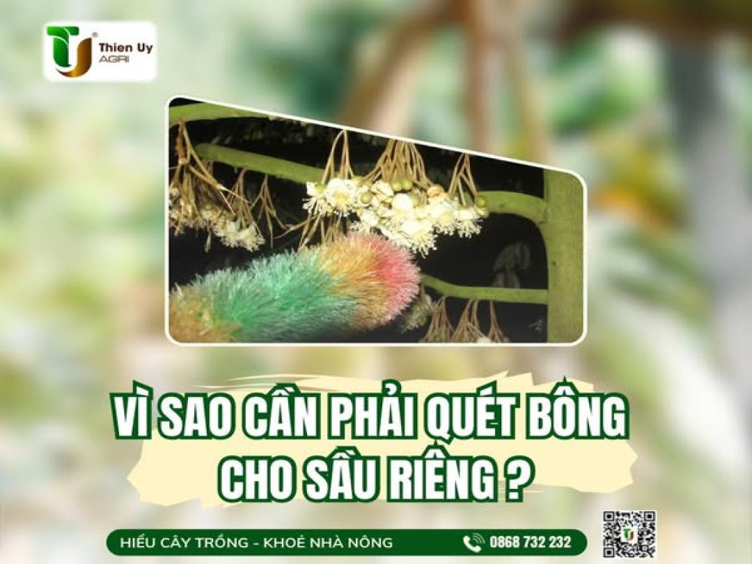 VÌ SAO CẦN PHẢI QUÉT BÔNG CHO SẦU RIÊNG ?