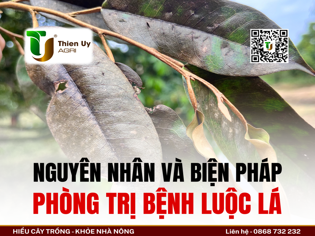 NGUYÊN NHÂN VÀ BIỆN PHÁP PHÒNG TRỊ BỆNH LUỘC LÁ SẦU RIÊNG