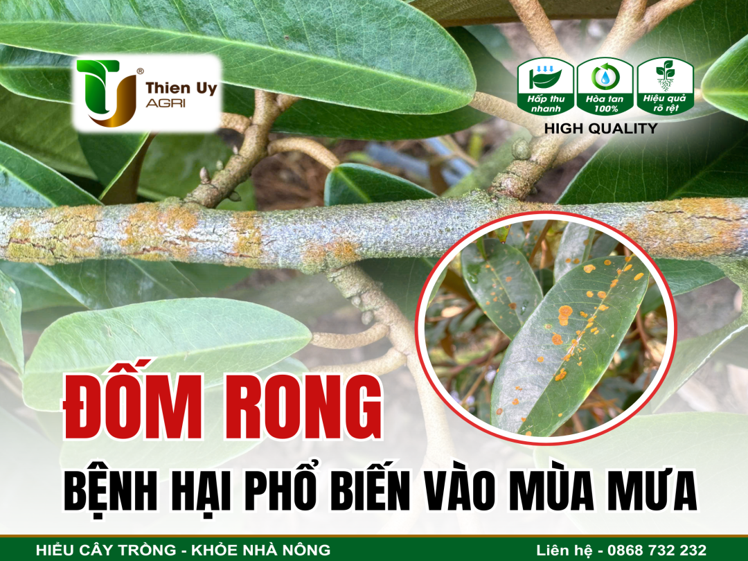 ĐỐM RONG - BỆNH HẠI PHỔ BIẾN VÀO MÙA MƯA