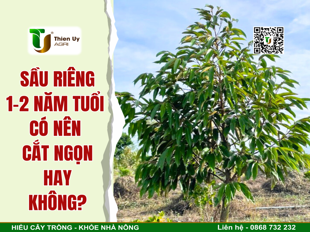 SẦU RIÊNG 1-2 NĂM TUỔI CÓ NÊN CẮT NGỌT?