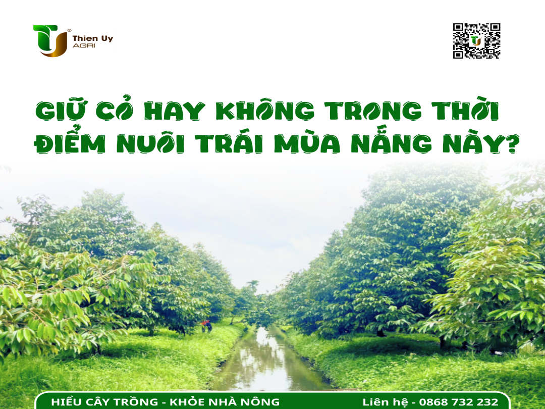 GIỮ CỎ HAY KHÔNG TRONG THỜI ĐIỂM NUÔI TRÁI MÙA NẮNG NÀY?