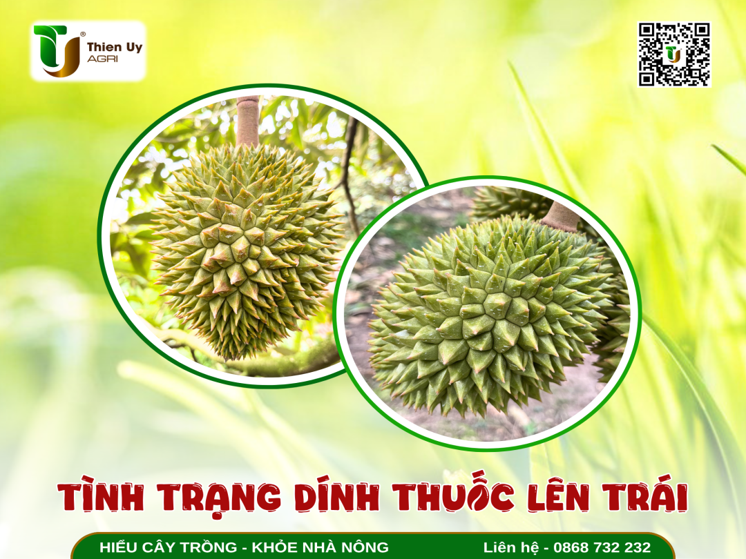 TÌNH TRẠNG DÍNH THUỐC LÊN TRÁI SẦU RIÊNG