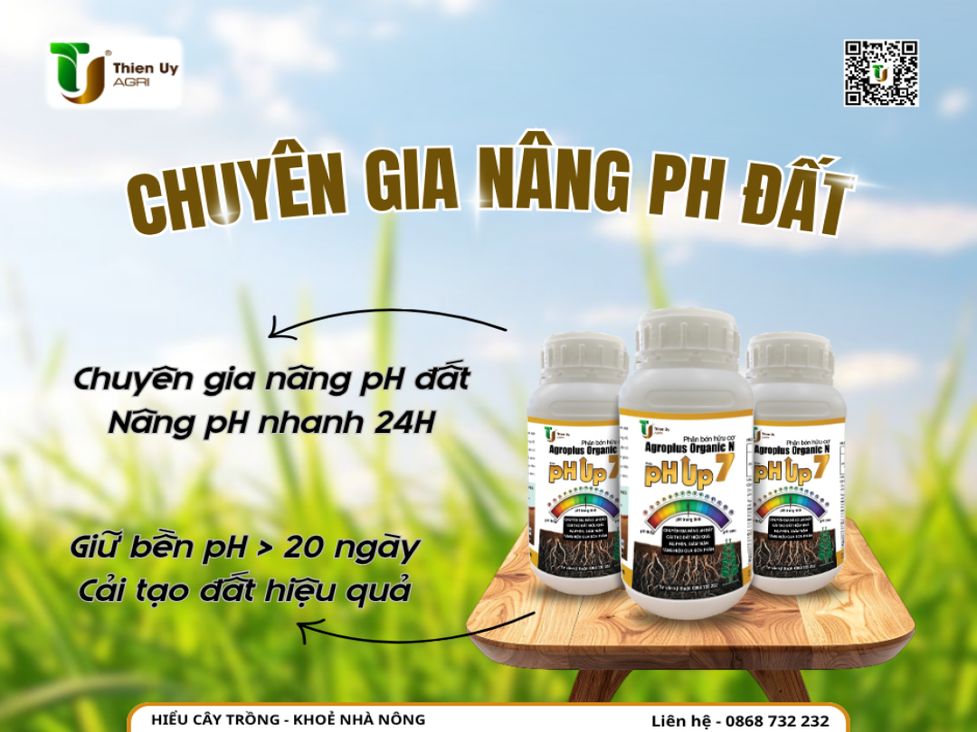 BÓN DINH DƯỠNG ĐẦY ĐỦ CHO CÂY NHƯNG TRÁI LẠI KHÔNG LỚN