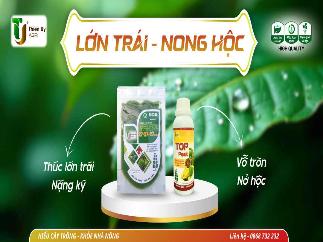 GIẢI PHÁP LỚN TRÁI - NONG HỘC