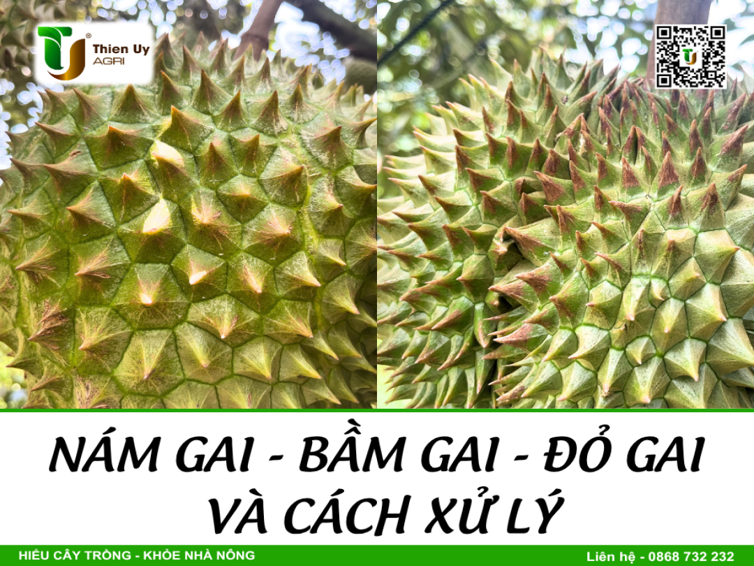 NÁM GAI - BẦM GAI - ĐỎ GAI VÀ CÁCH XỬ LÝ