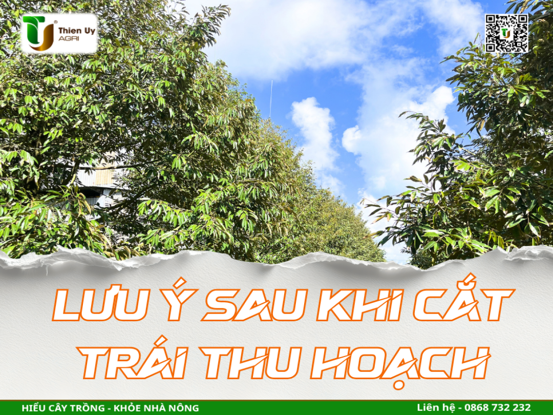 LƯU Ý SAU KHI CẮT TRÁI THU HOẠCH