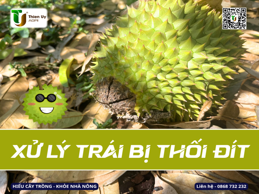XỬ LÝ TRÁI SẦU RIÊNG BỊ THỐI ĐÍT