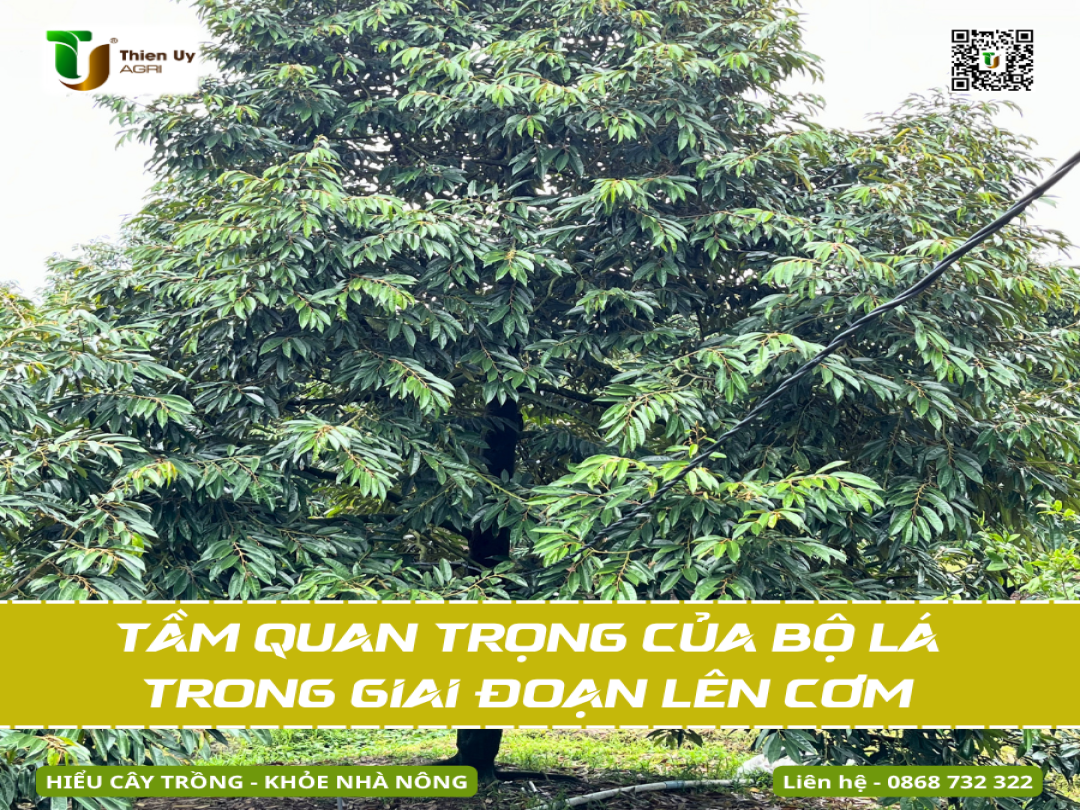 TẦM QUAN TRỌNG CỦA BỘ LÁ TRONG GIAI ĐOẠN LÊN CƠM