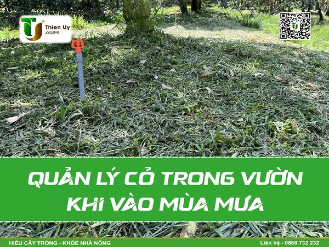 QUẢN LÝ CÓ DẠI TRONG VƯỜN KHI VÀO MÙA MƯA