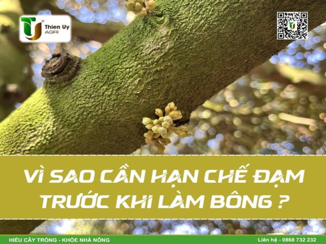 VÌ SAO CẦN HẠN CHẾ ĐẠM TRƯỚC KHI LÀM BÔNG ?