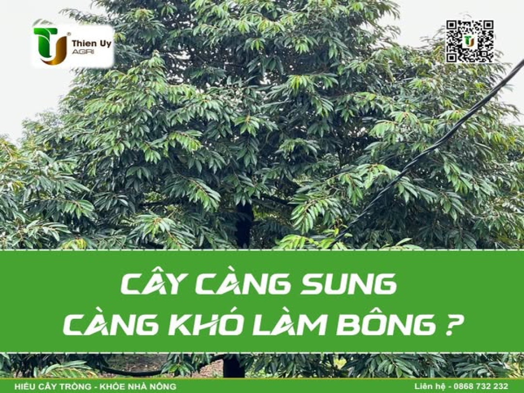 CÂY CÀNG SUNG CÀNG KHÓ LÀM BÔNG