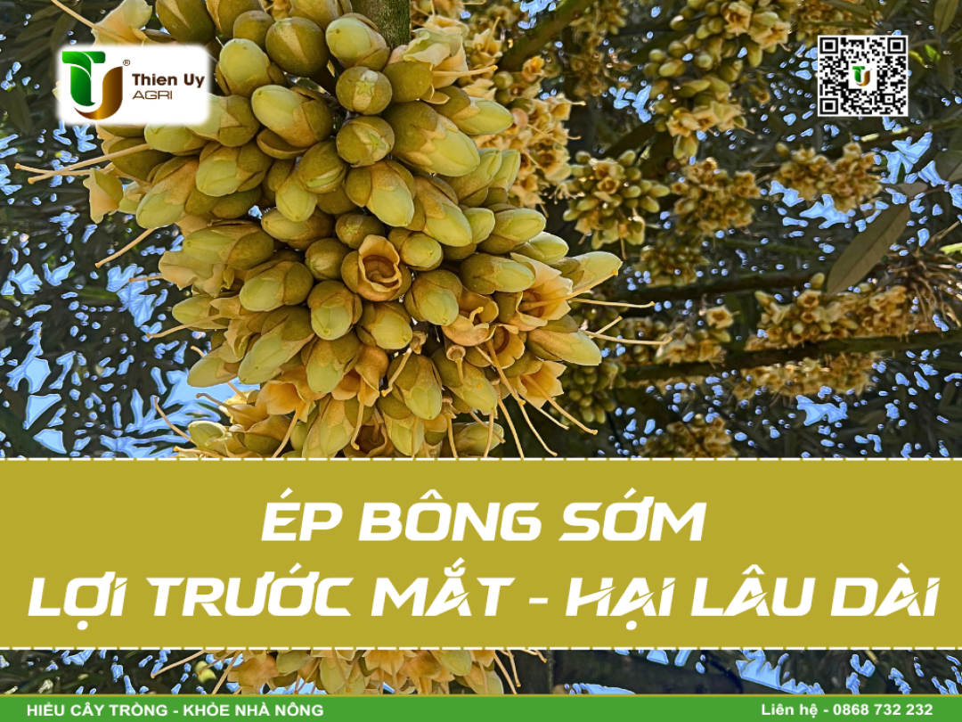ÉP BÔNG SỚM - LỢI TRƯỚC MẮT, HẠI LÂU DÀI