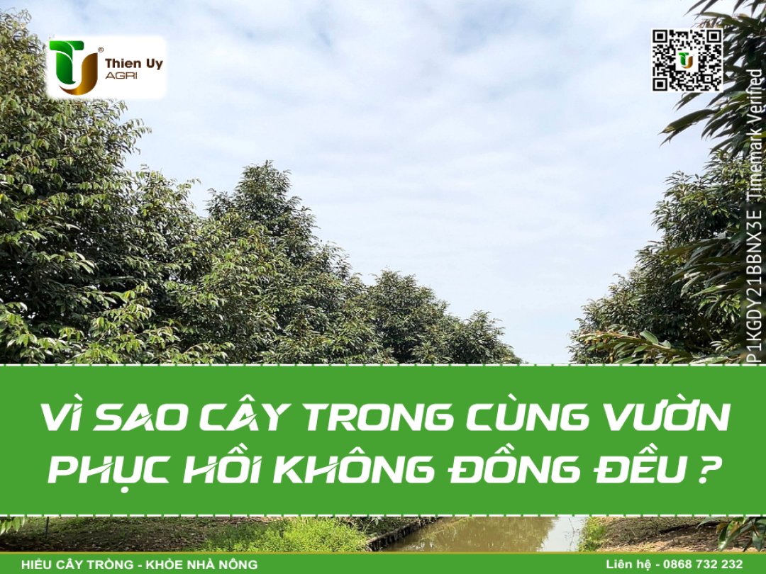 VÌ SAO CÂY TRONG CÙNG VƯỜN PHỤC HỒI KHÔNG ĐỒNG ĐỀU ?
