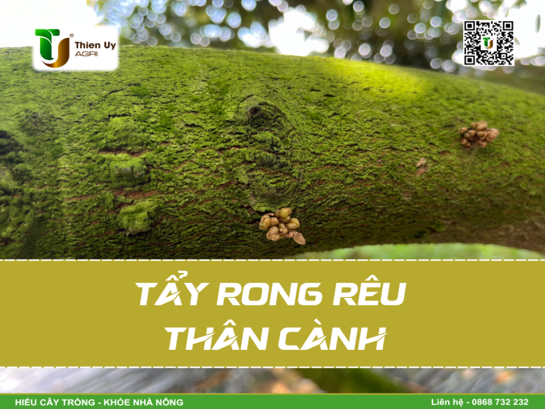 TẨY RONG RÊU THÂN CÀNH