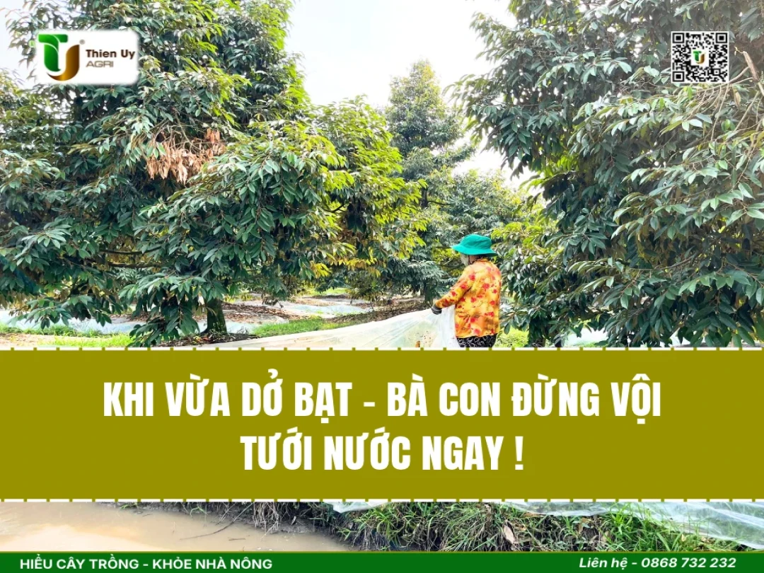 KHI VỪA DỞ BẠT - BÀ CON ĐỪNG VỘI TƯỚI NƯỚC NGAY !